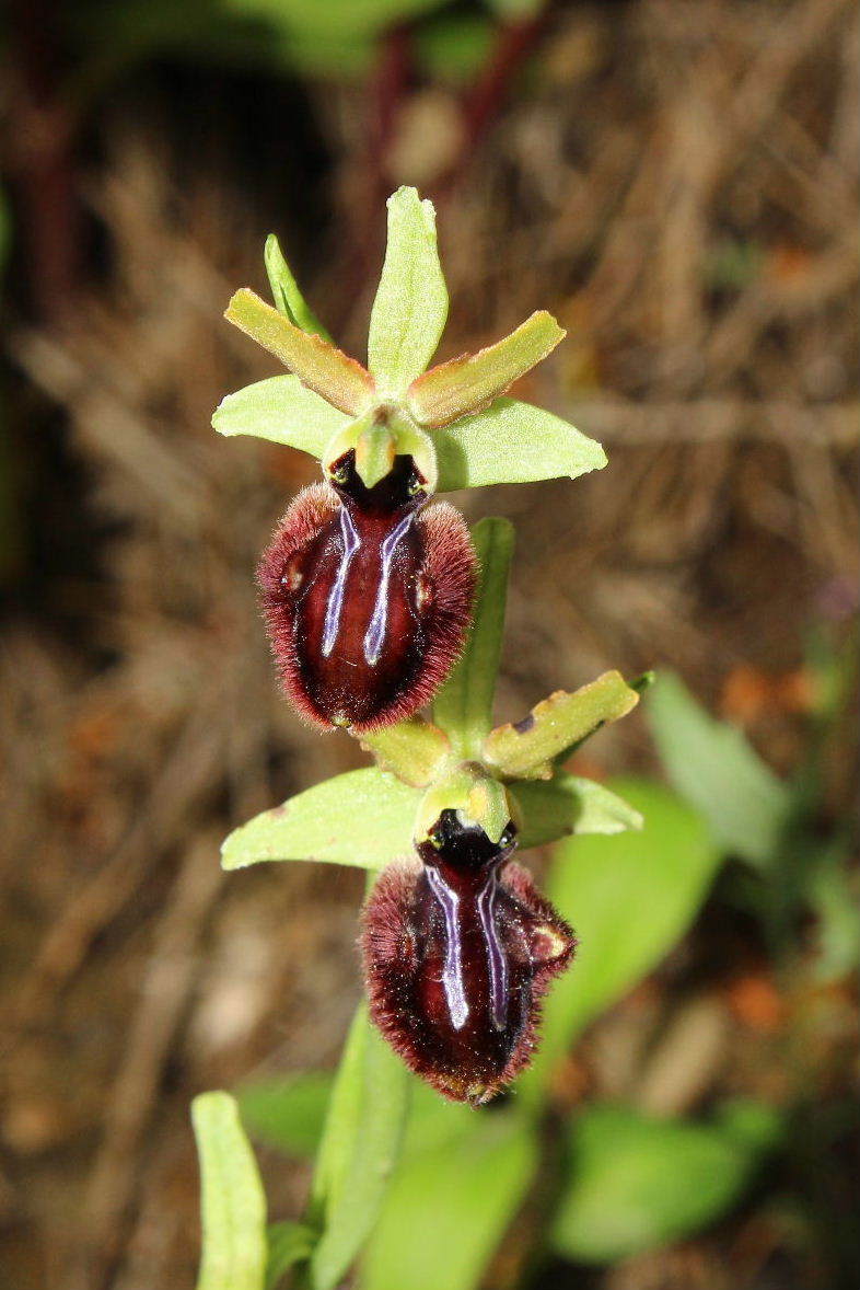 Orchidee dell''Imperiese